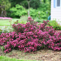 2 Gal. Spilled Wine Weigela Shrub with Bright Pink Flowers and Deep Purple Folia