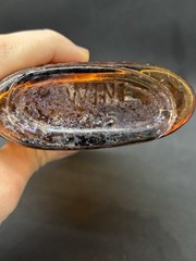 Vintage Bardenheier&rsquo;s Wine Amber Glass Embossed Pint Flask Bottle 1930s-1950s