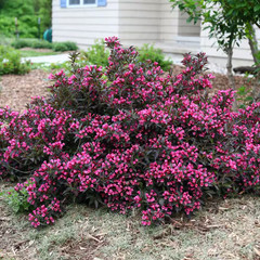 2 Gal. Spilled Wine Weigela Shrub with Bright Pink Flowers and Deep Purple Folia