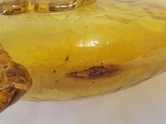 Vintage Italian Handblown Amber Crackle Glass Orvieto Wine Fish Decanter – EMPTY