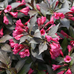 2 Gal. Spilled Wine Weigela Shrub with Bright Pink Flowers and Deep Purple Folia