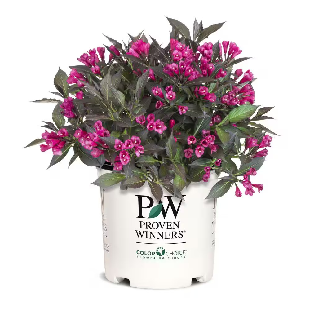 2 Gal. Spilled Wine Weigela Shrub with Bright Pink Flowers and Deep Purple Folia