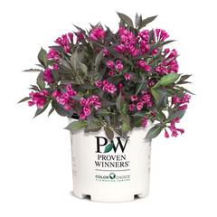 2 Gal. Spilled Wine Weigela Shrub with Bright Pink Flowers and Deep Purple Folia