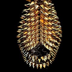 Armand de Brignac Studs Decoration Empty Bottle Color Gold Toge-mand Togemand