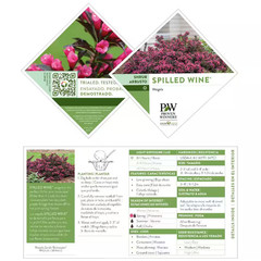 2 Gal. Spilled Wine Weigela Shrub with Bright Pink Flowers and Deep Purple Folia